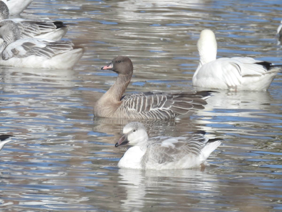 Pink-footed Goose - ML302722191