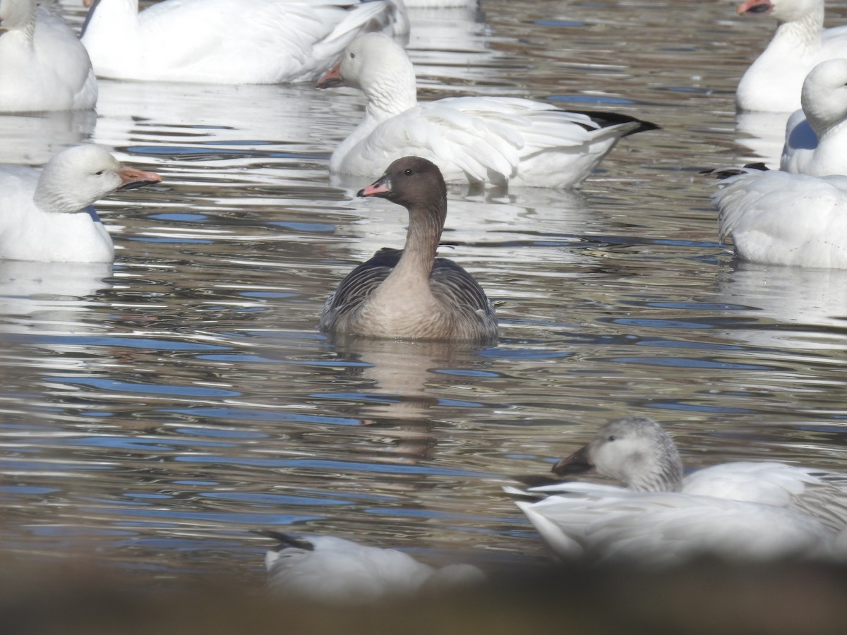 Pink-footed Goose - ML302722331