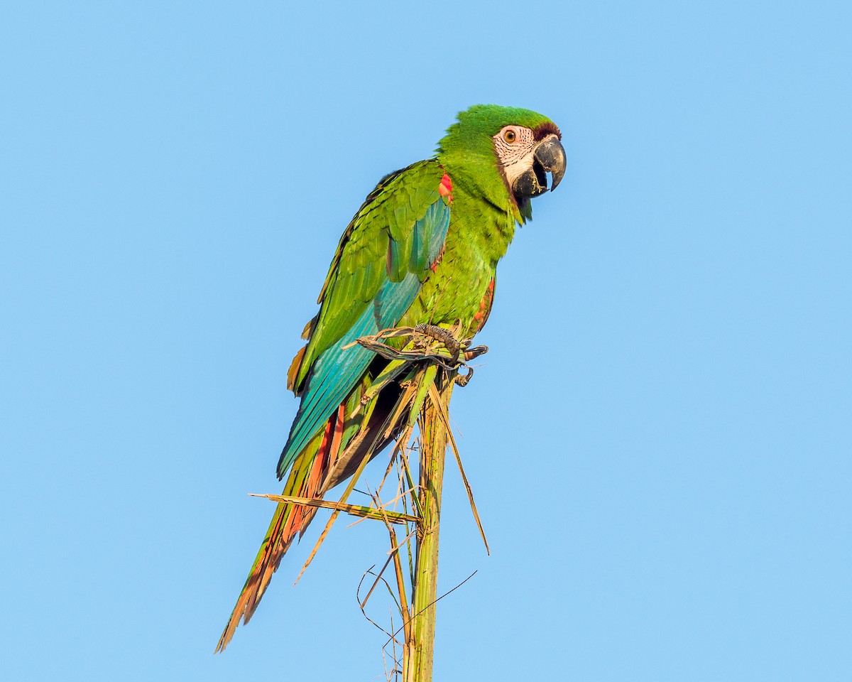 Chestnut-fronted Macaw - ML302735471