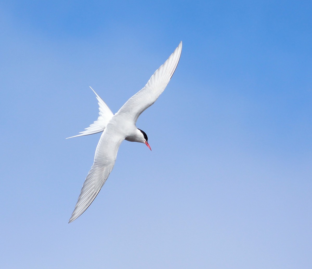 Arctic Tern - Alexandre Anctil