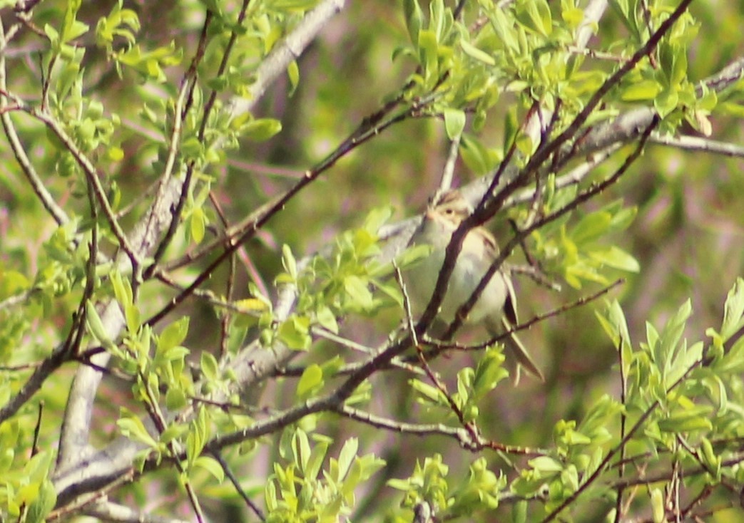 Clay-colored Sparrow - ML30273811