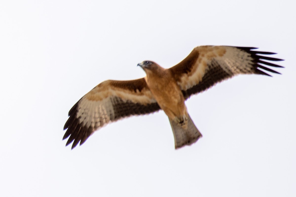 Австралийский орёл-карлик - ML302738541