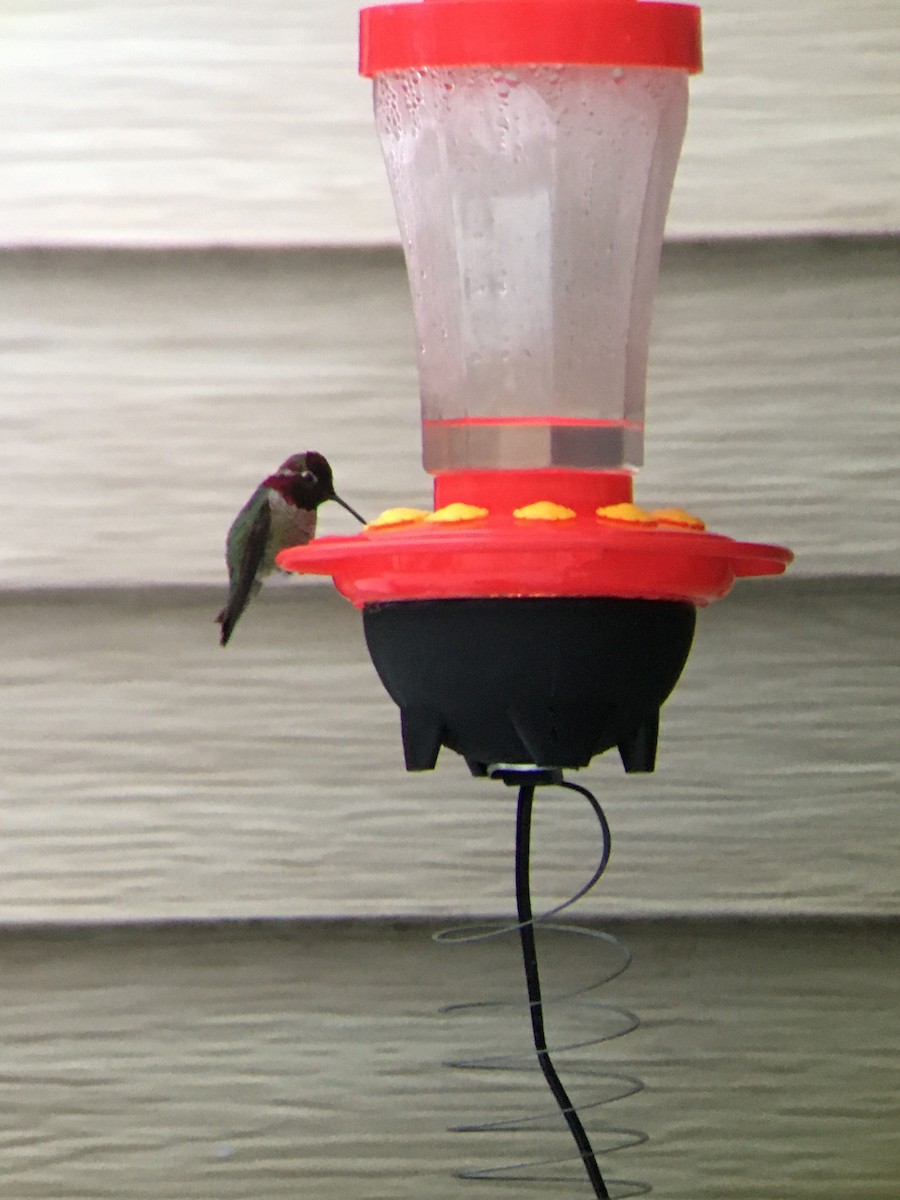 Anna's Hummingbird - ML302738761
