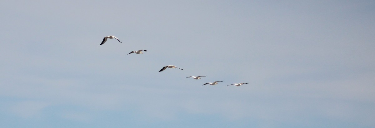 pelikán severoamerický - ML30275021