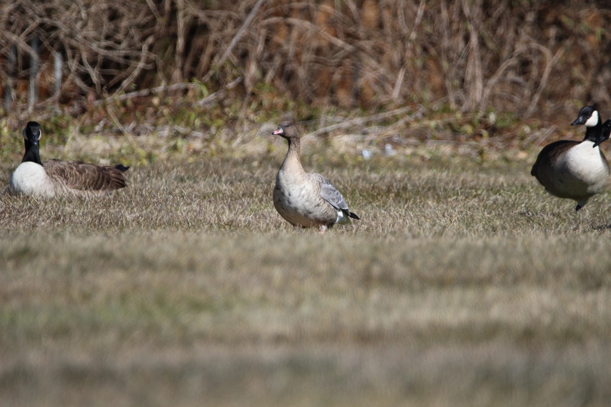 Pink-footed Goose - ML302753881