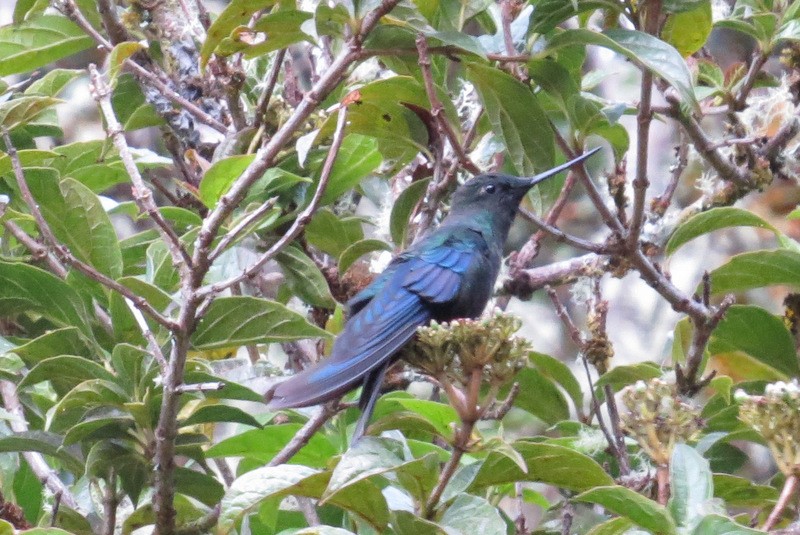kolibřík modrokřídlý - ML302754581