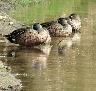 Blue-winged Teal, ML302756251