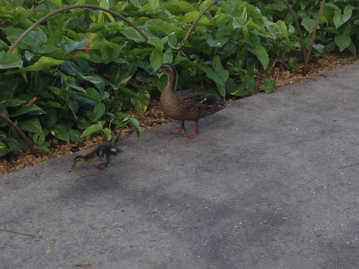 eBird Checklist 12 Apr 2015 USHIHonoluluHonolulu International