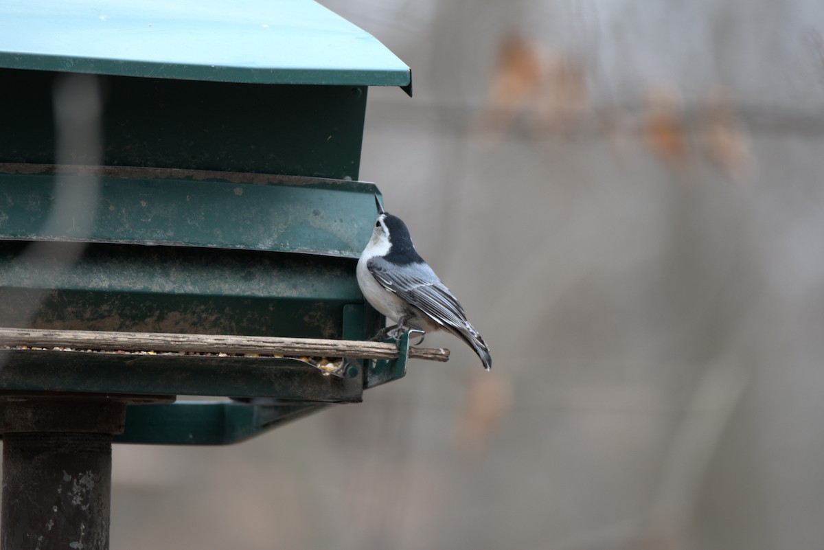 White-breasted Nuthatch - Landon Roberts