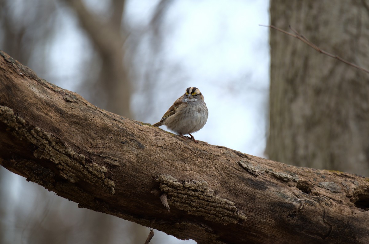 White-throated Sparrow - Landon Roberts