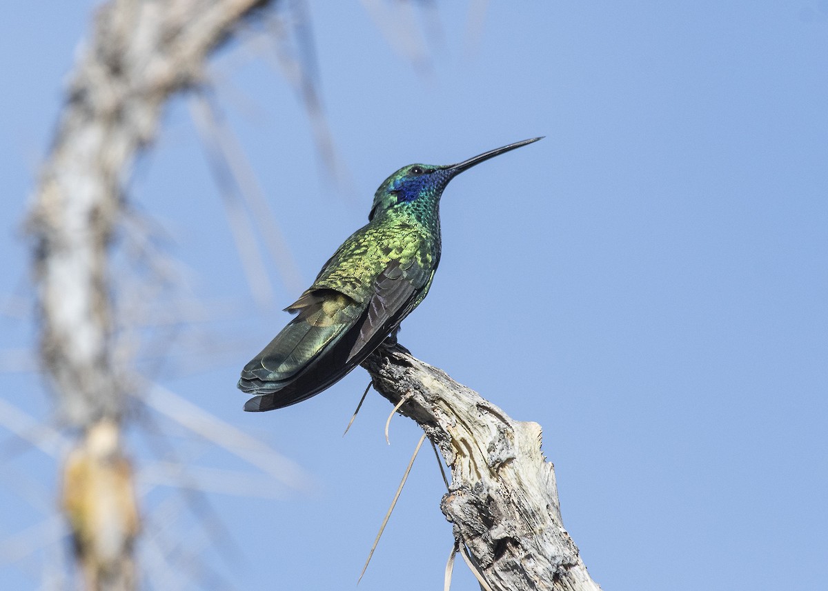 kolibřík modrolící - ML302758531