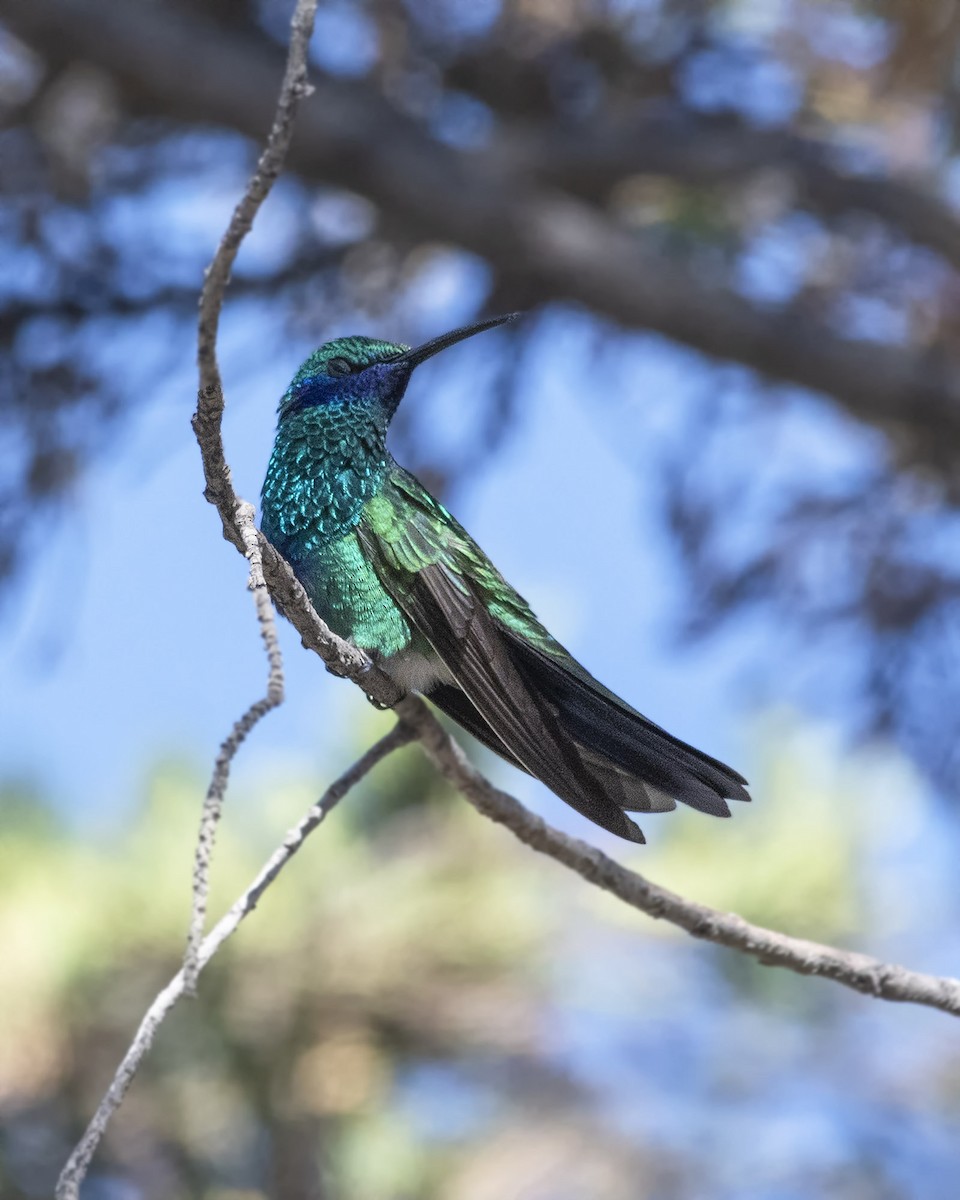 kolibřík modrolící - ML302758541