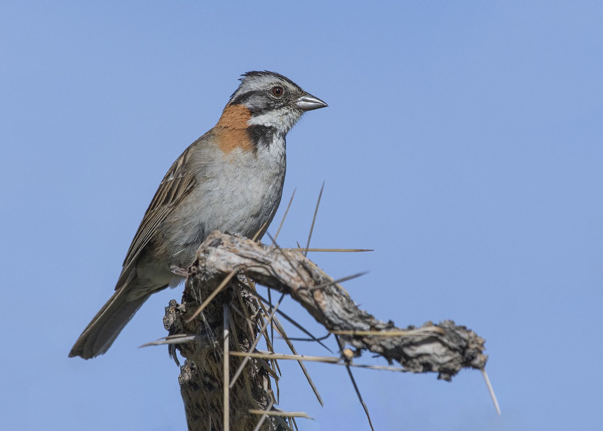 Rufous-collared Sparrow - ML302758711