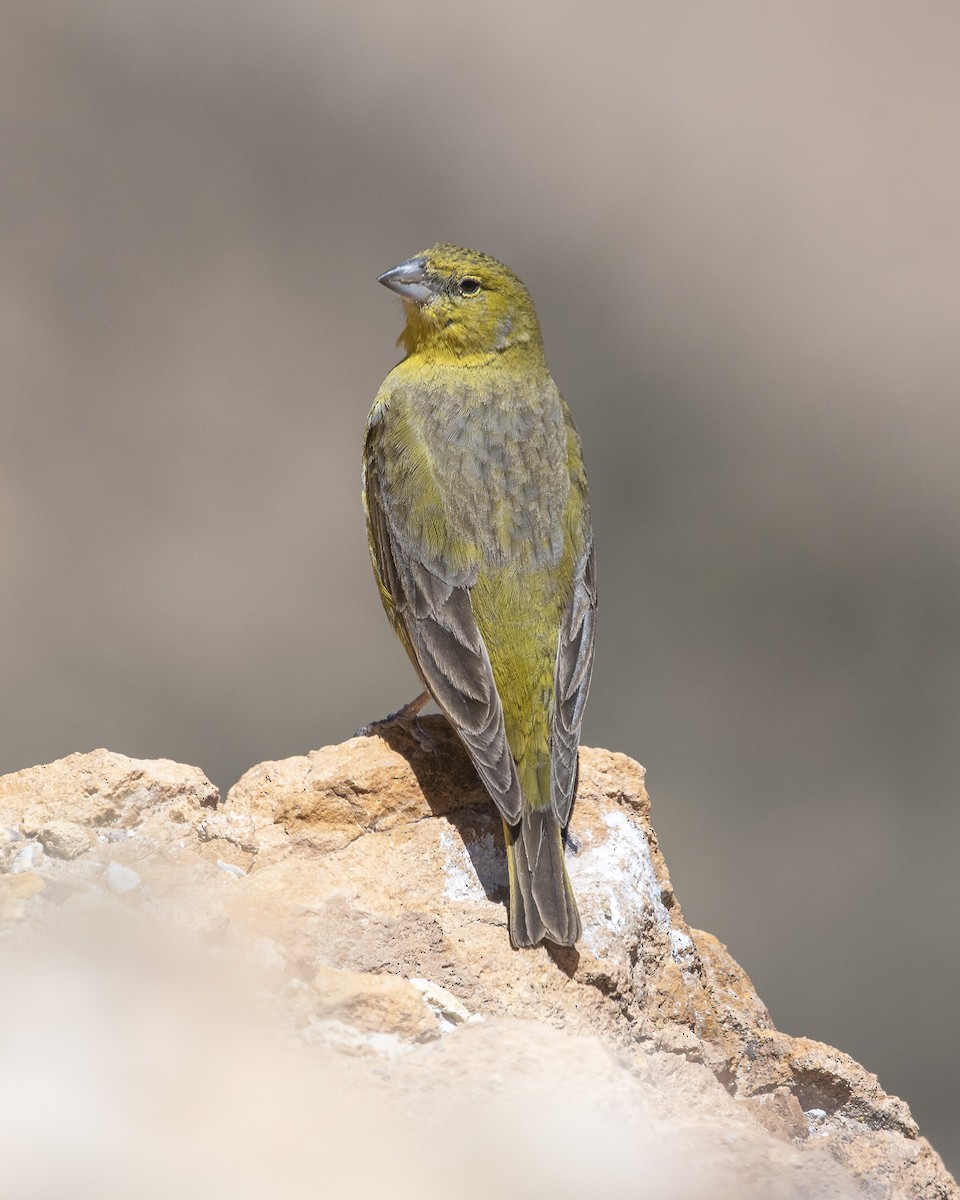 Greenish Yellow-Finch - ML302759931
