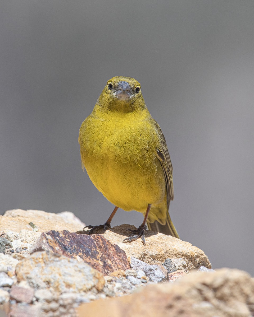 Greenish Yellow-Finch - VERONICA ARAYA GARCIA