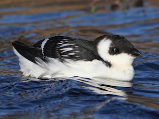 非繁殖期の成鳥／未成鳥 - Rob Edsall - ML302760441