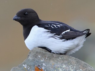 Breeding adult - Christoph Moning - ML302760471