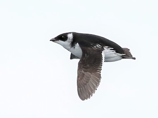 Nonbreeding adult/immature - Peter Flood - ML302760751