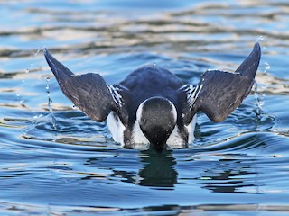 Nonbreeding adult/immature - Jeremiah Trimble - ML302760901