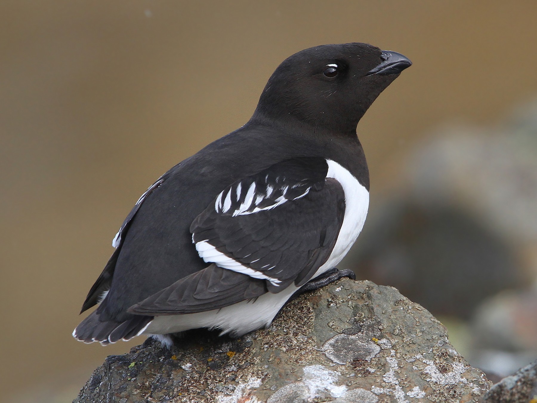 29 Birds That Start With D - Sonoma Birding