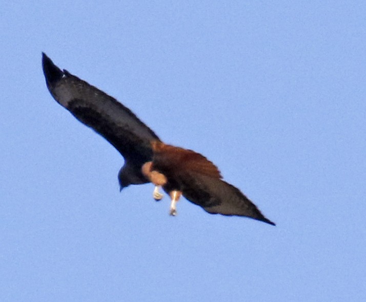Red-tailed Hawk - ML302763481