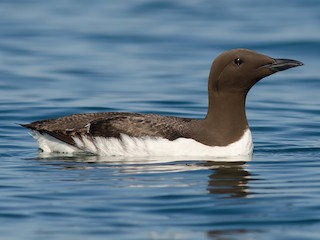  - Common Murre