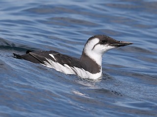  - Common Murre