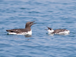  - Common Murre