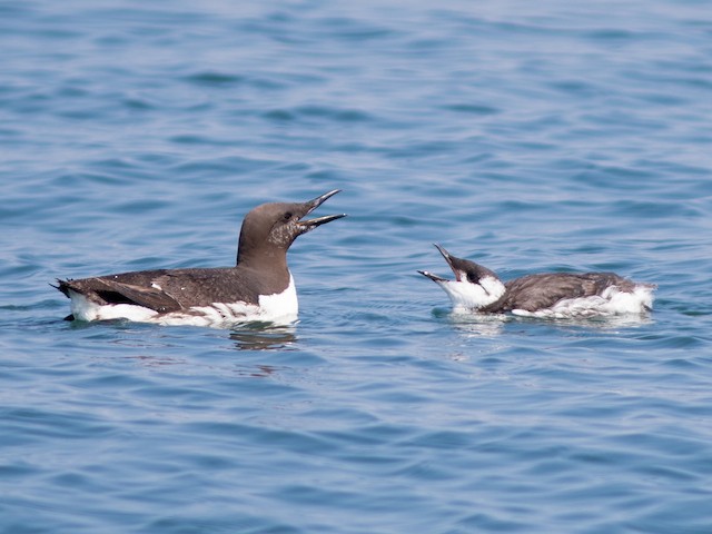 Breeding adult and juvenile - Common Murre - 