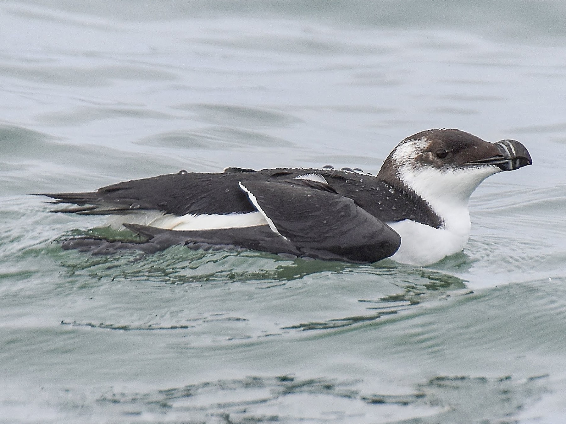 Razorbill - Ondřej Beneš