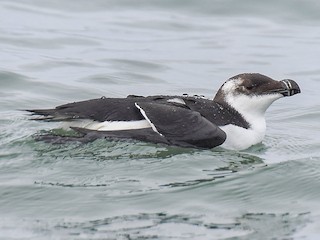 Nonbreeding adult - Ondřej Beneš - ML302767751