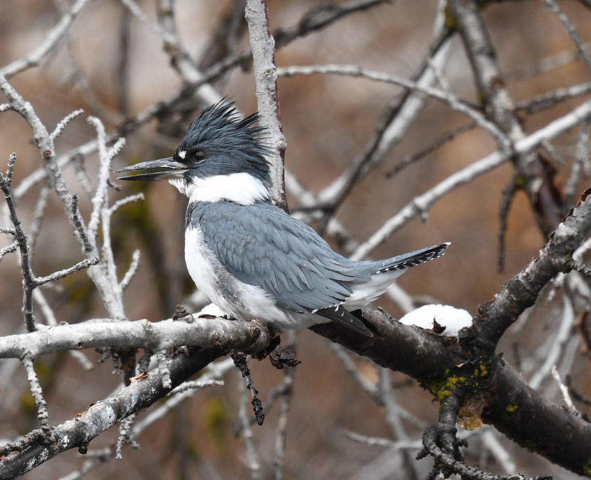 Belted Kingfisher - Connie Misket