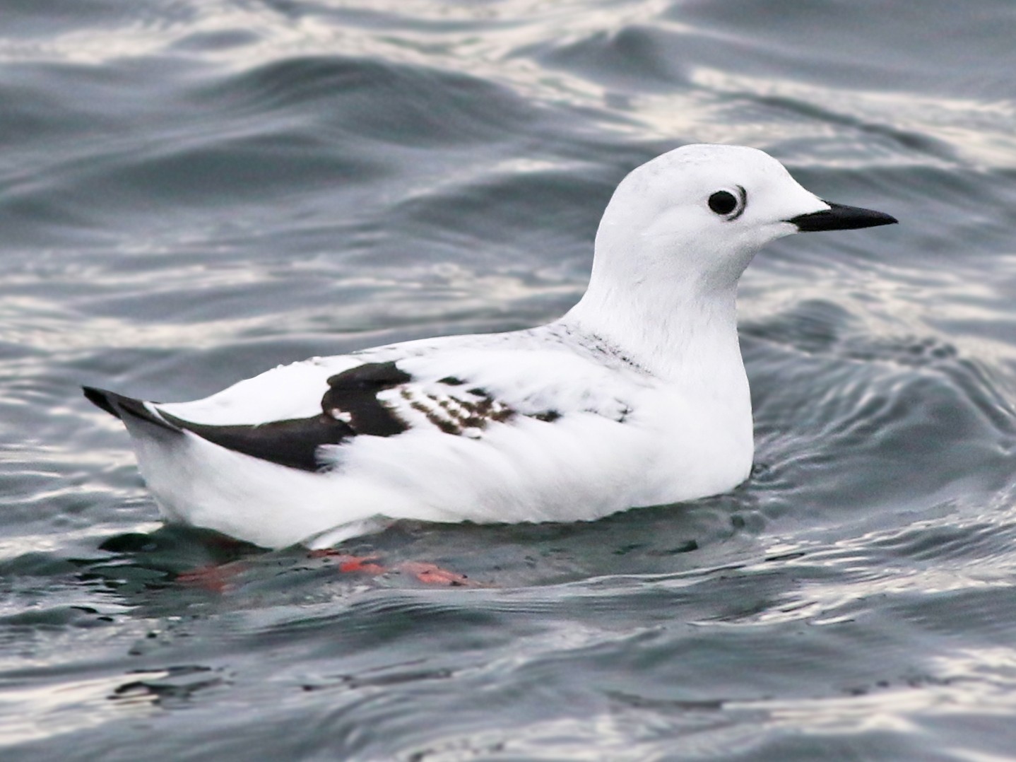 Black Guillemot - Jeremiah Trimble