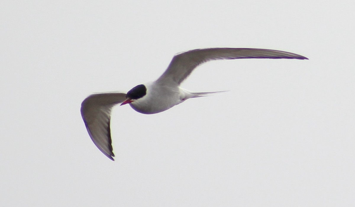 Arctic Tern - ML30277651
