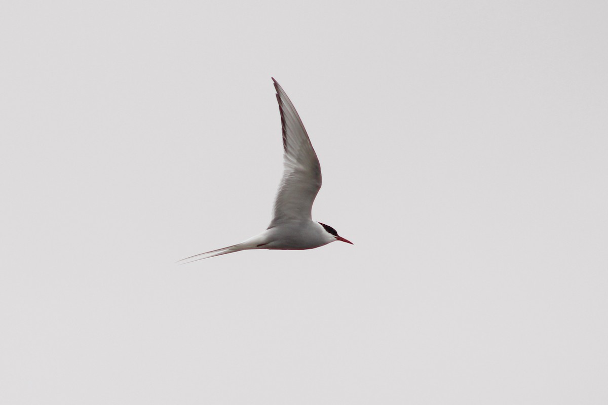 Arctic Tern - Alexandre Anctil