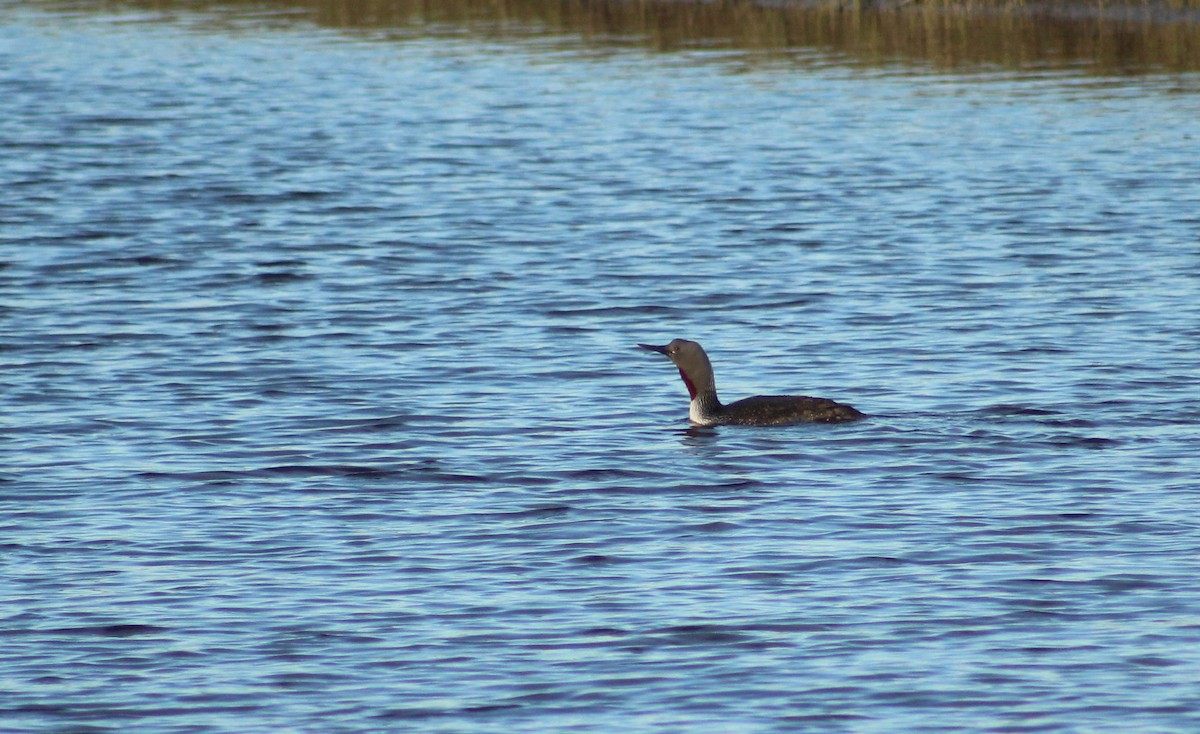 Red-throated Loon - ML30277821