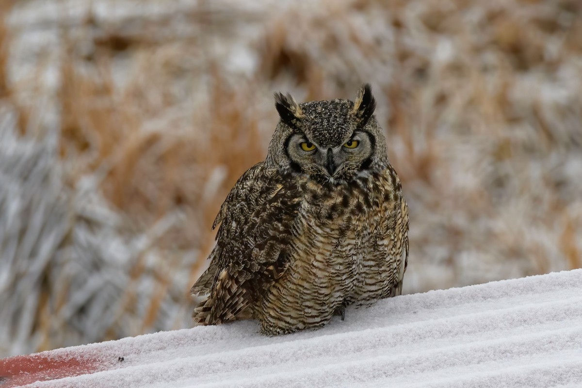Great Horned Owl - ML302779771