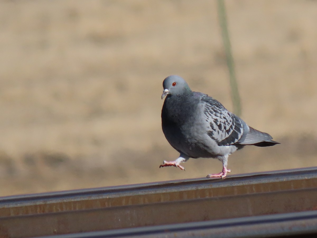 Rock Pigeon (Feral Pigeon) - Todd Morris