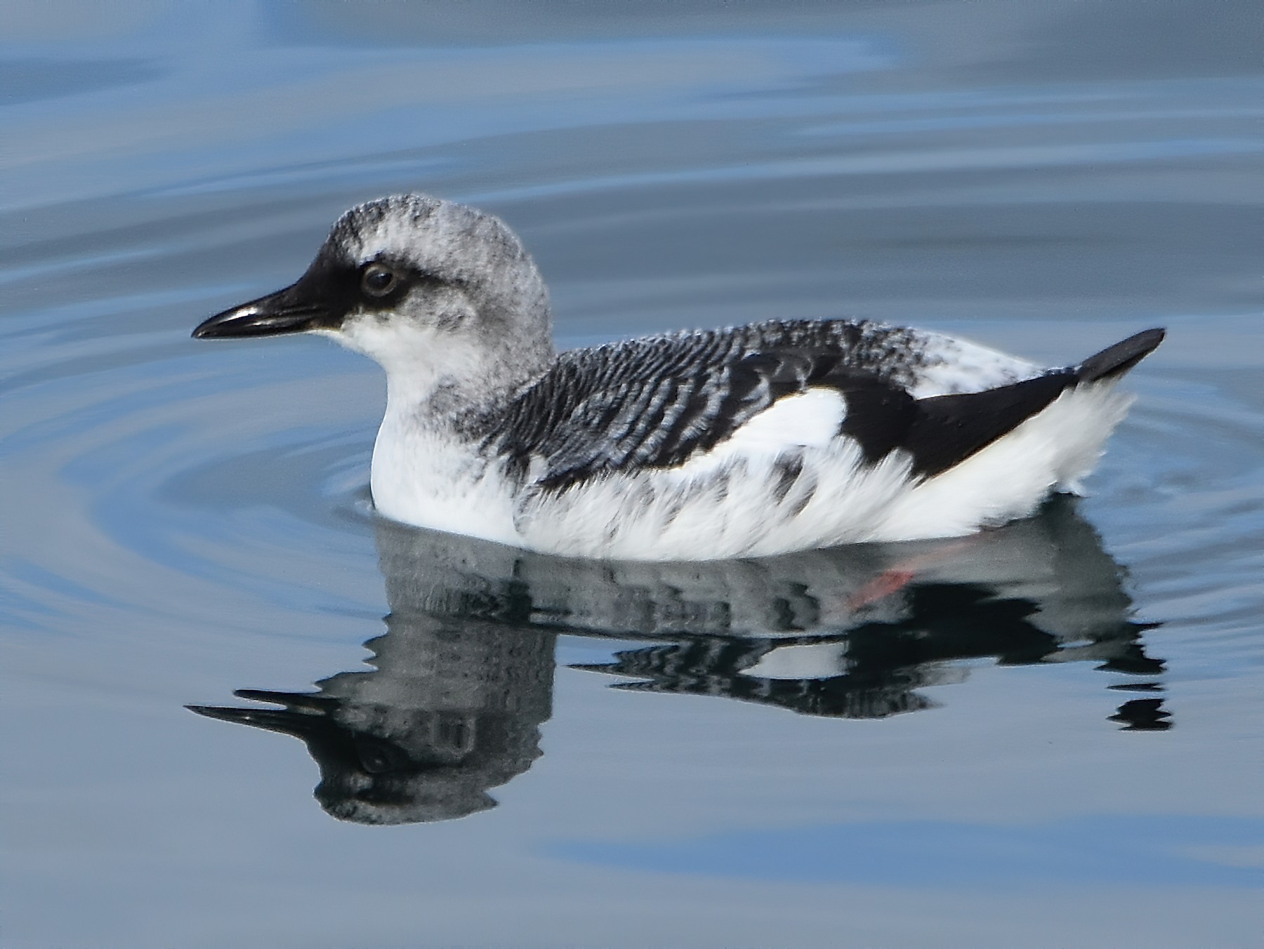 Pigeon Guillemot - Carol Riddell