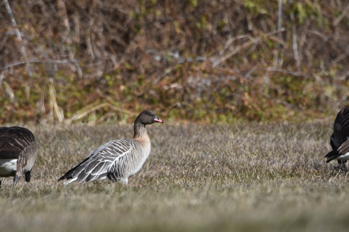 Pink-footed Goose - ML302780341