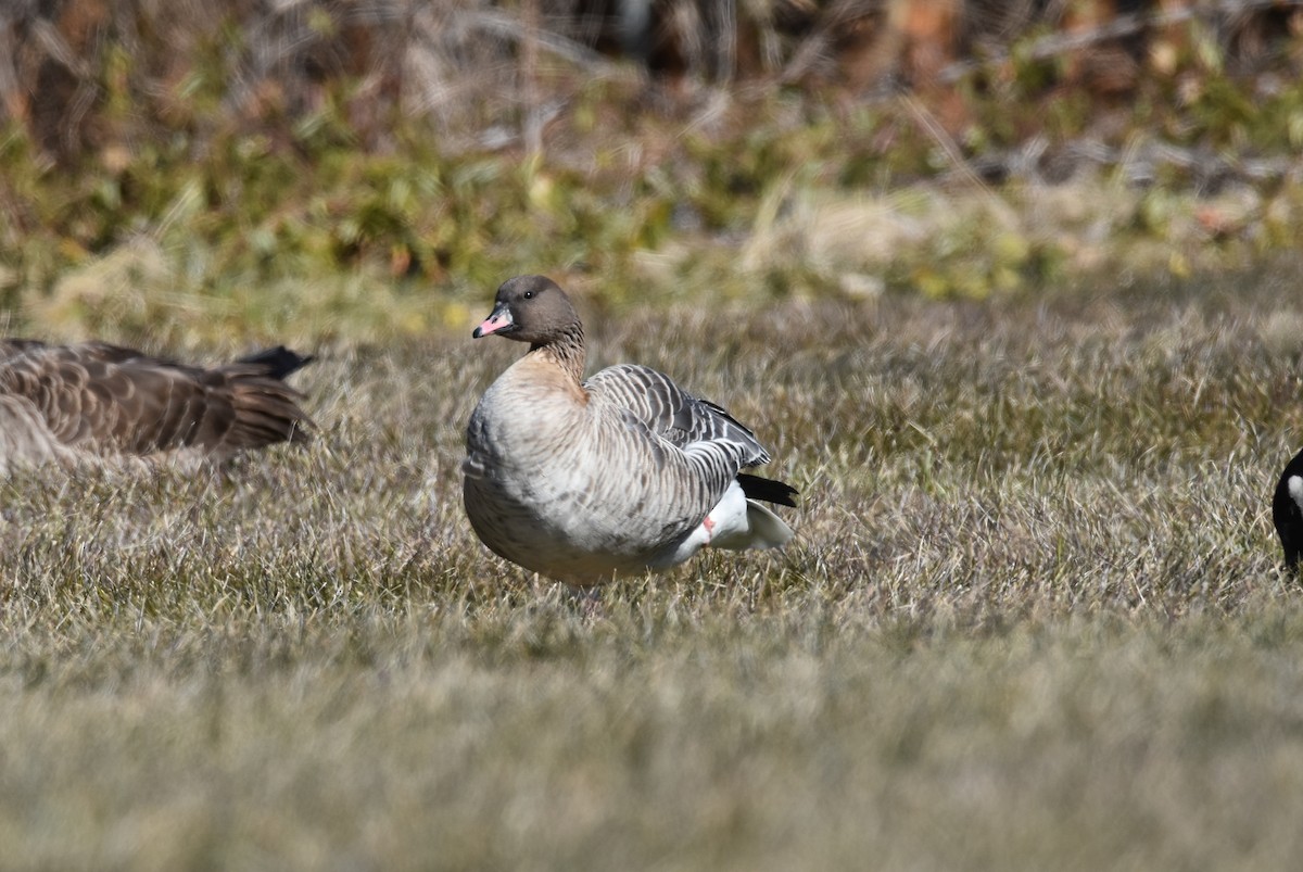 Pink-footed Goose - ML302780351