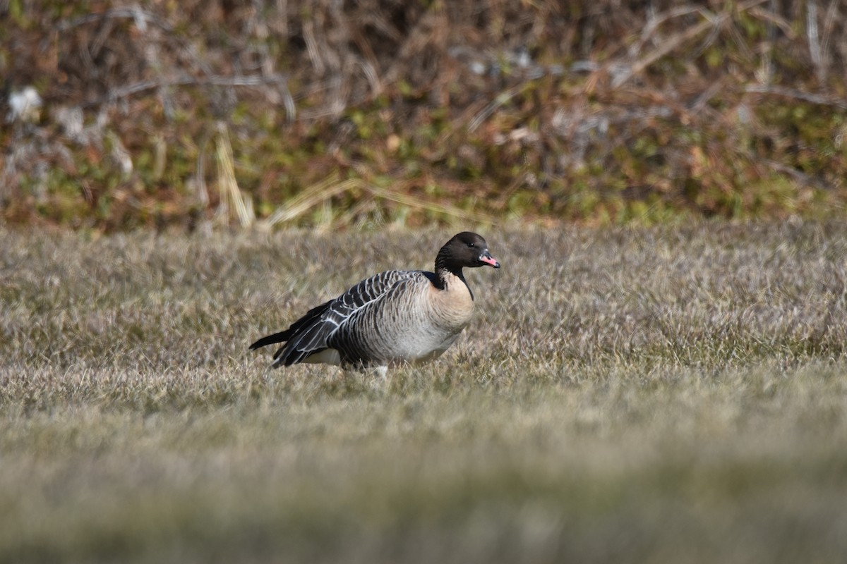 Pink-footed Goose - ML302780431