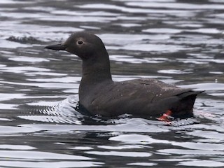  - Pigeon Guillemot (snowi)