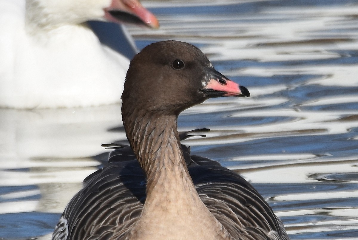 Pink-footed Goose - ML302781151
