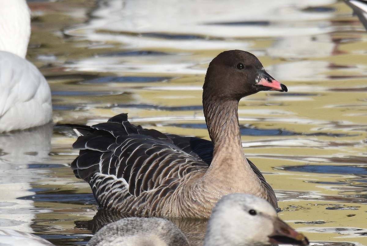 Pink-footed Goose - ML302781241