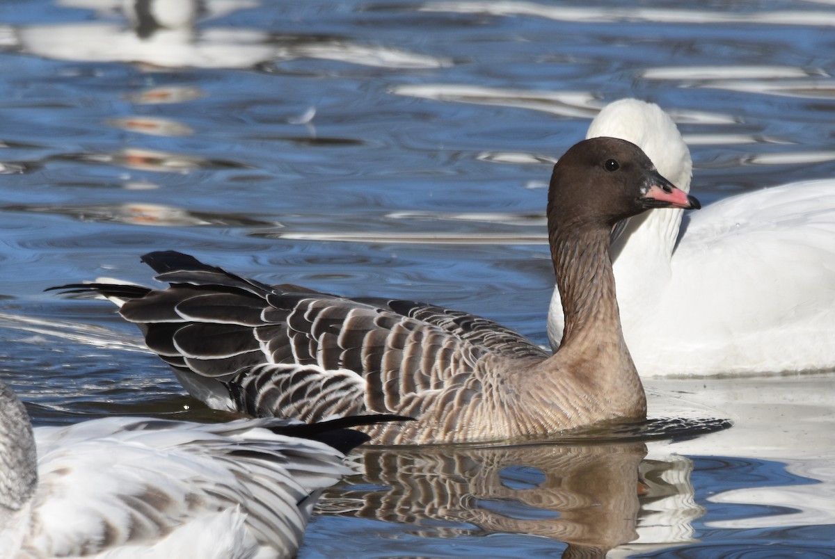 Pink-footed Goose - ML302781341
