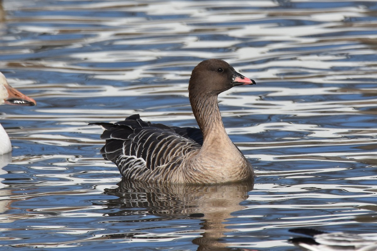 Pink-footed Goose - ML302781351