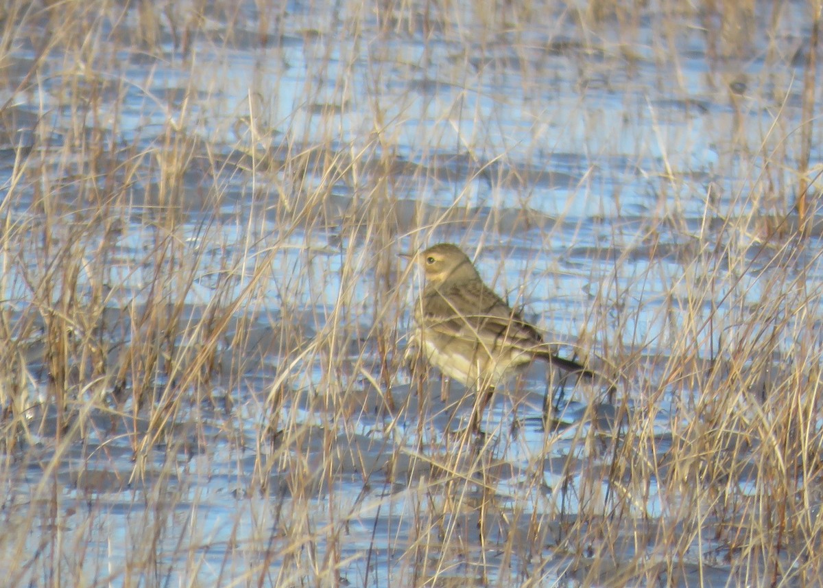 American Pipit - Mary Ess-Why