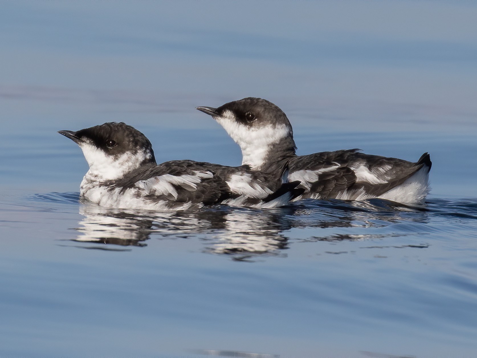 Marbled Murrelet - Eric Ellingson