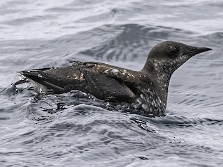 Marbled Murrelet Brachyramphus Marmoratus Birds Of The World